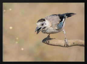 Garrulus glandarius Poster