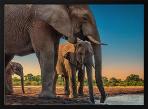 Elephant Family Poster