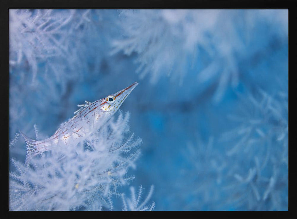 Longnose hawkfish Poster