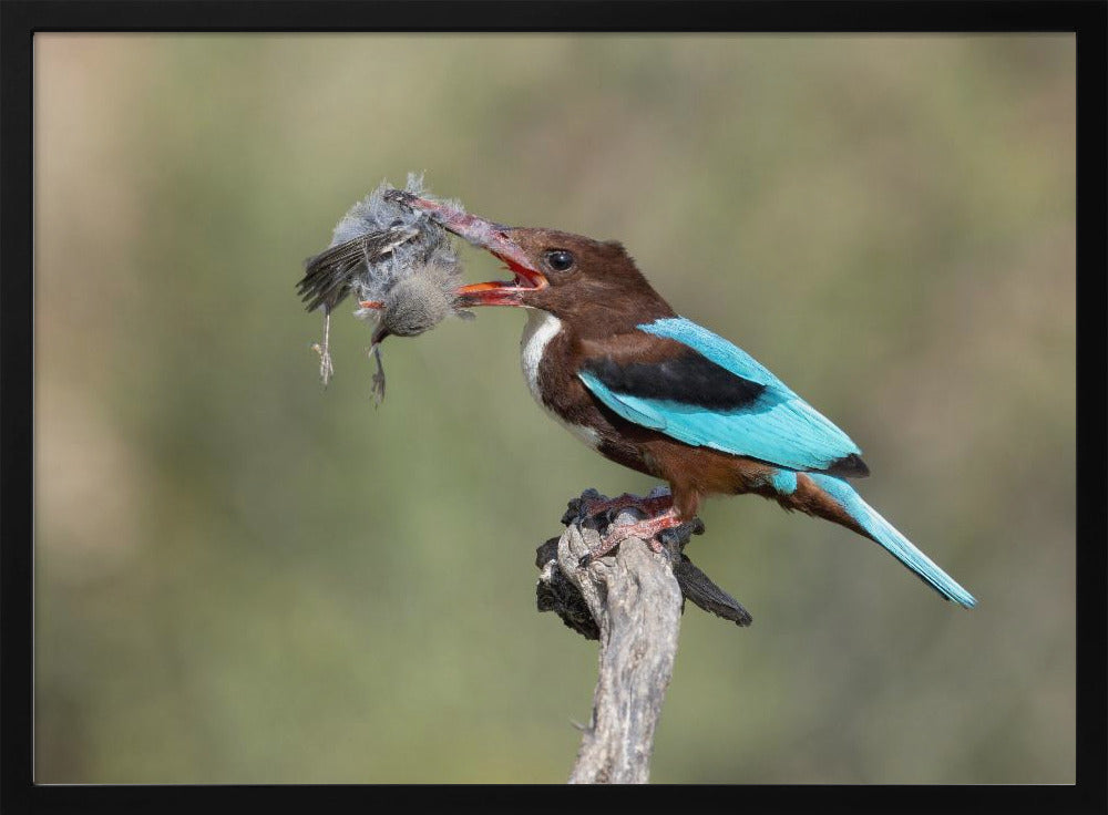 White-throated Kingfisher Poster