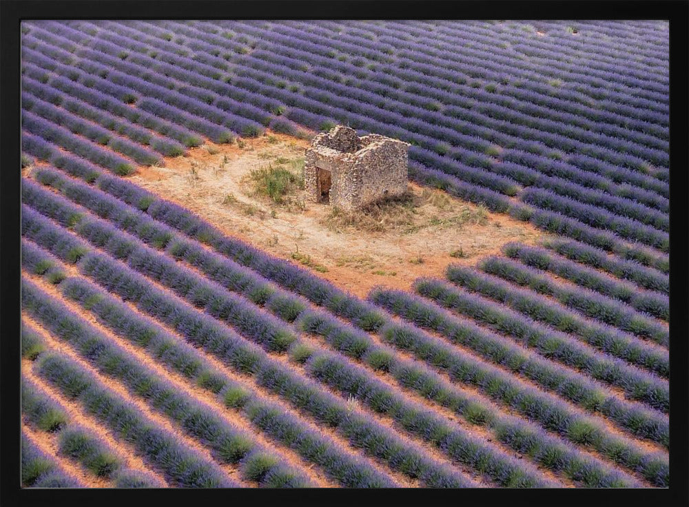 Lavender field from above Poster