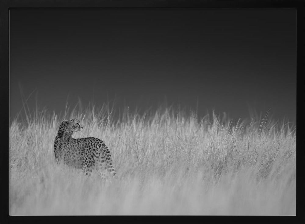 Portrait of a cheetah standing on grassy field Poster