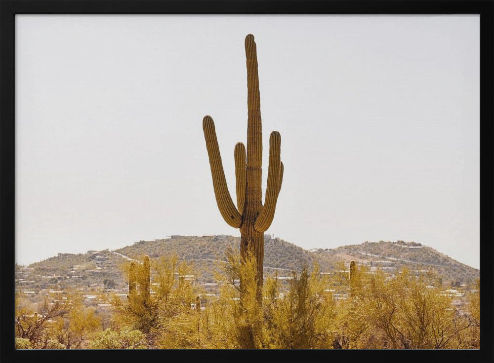 Under the Tucson Sun Poster