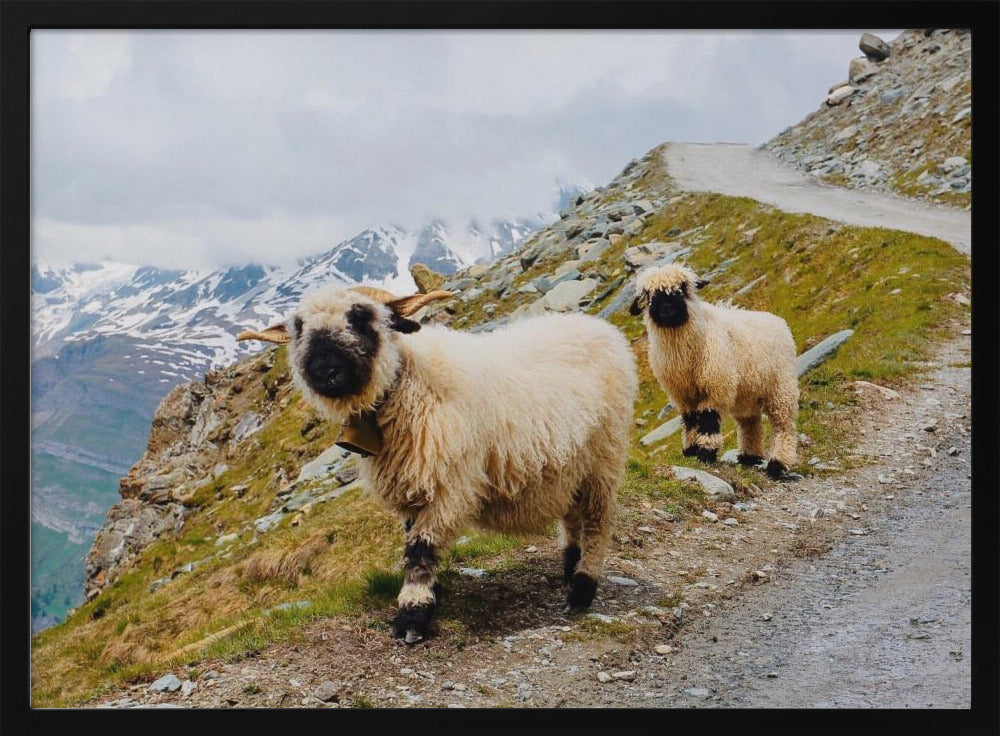 Sheep in the Swiss Alps Poster