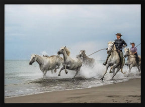 Camargue horses Poster