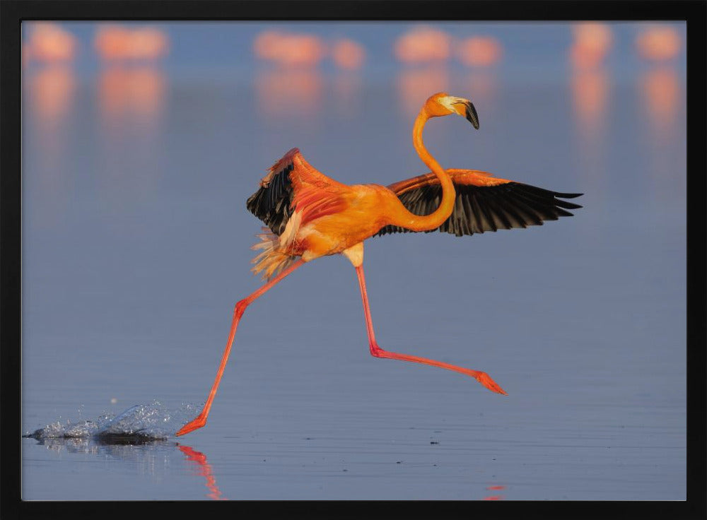 Flamingo Dancing Poster