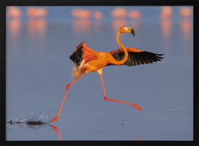 Flamingo Dancing Poster