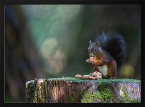 Close-up of squirrel eating food on wood Poster