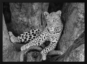 Leopard on A Tree Poster