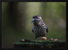 nutcracker on tree stump Poster