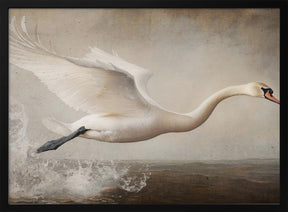 Flying Swan Poster