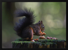 Close-up of squirrel with some nuts Poster