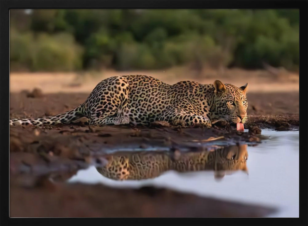 Leopard Drinking Poster