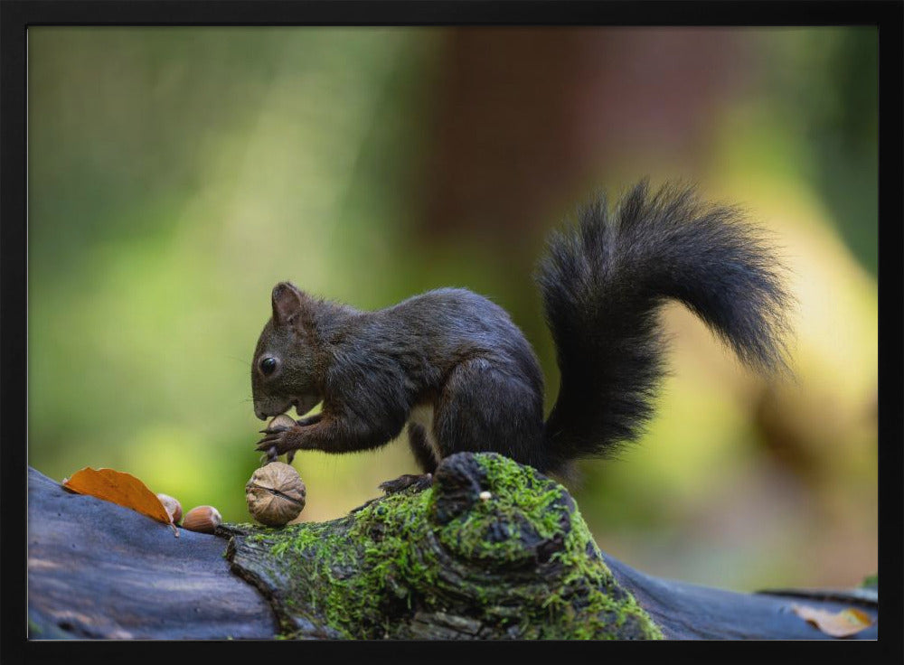 Close-up of brown squirrel eating some nuts Poster