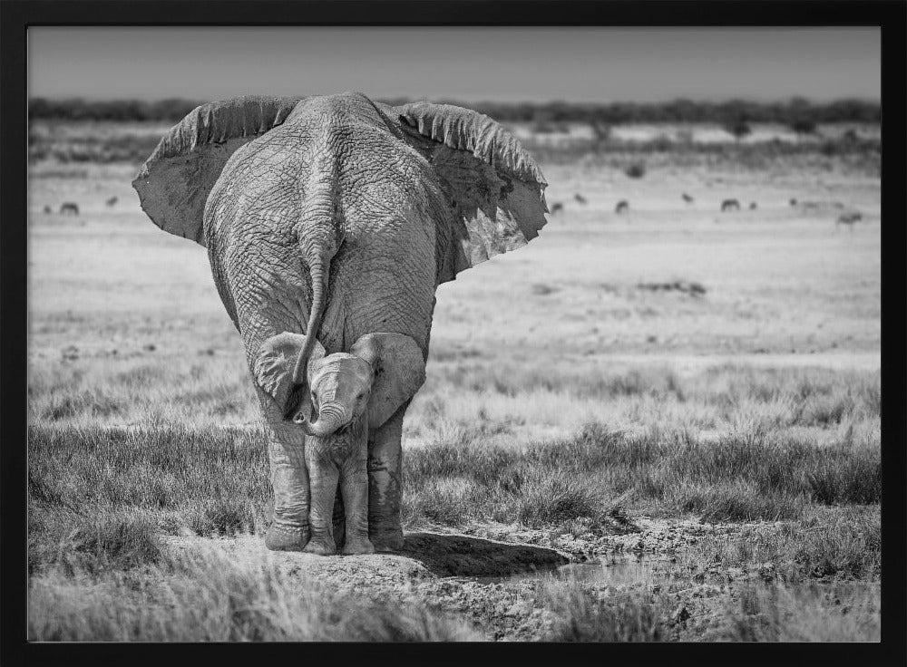 BabyElephant-BW Poster