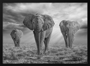 EtoshaElephants-BW Poster