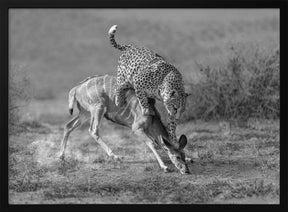 CheetahHunting-BW Poster