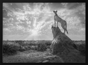 SundownCheetah-BW Poster