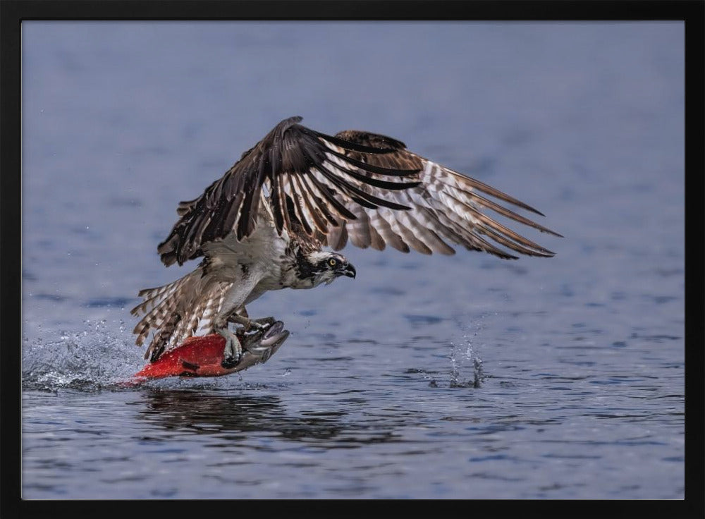 Osprey Chatching Kokanee Salmon Poster