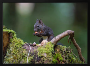 squirrel with some nuts Poster