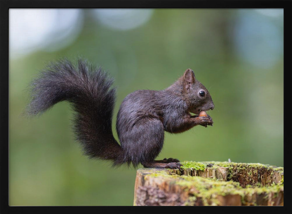 squirrel posing Poster