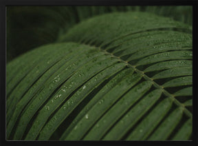 Raindrops in Palm Poster