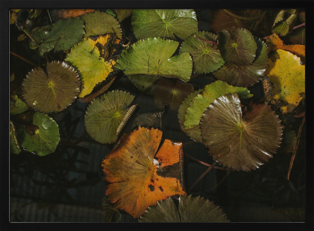 Lily Pads Poster