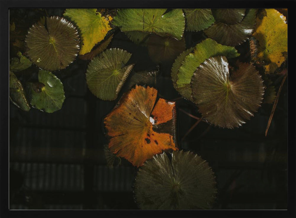 Lily Pads in Water Poster