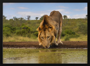 A handsome Male Lion Poster