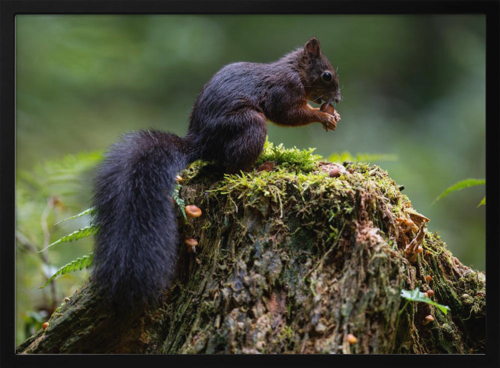 Close-up of squirrel on tree trunk Poster