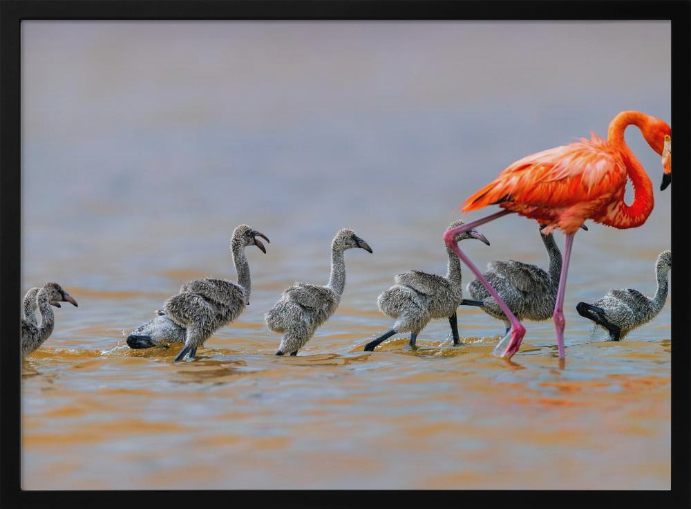 Flamingo Babysitter Poster