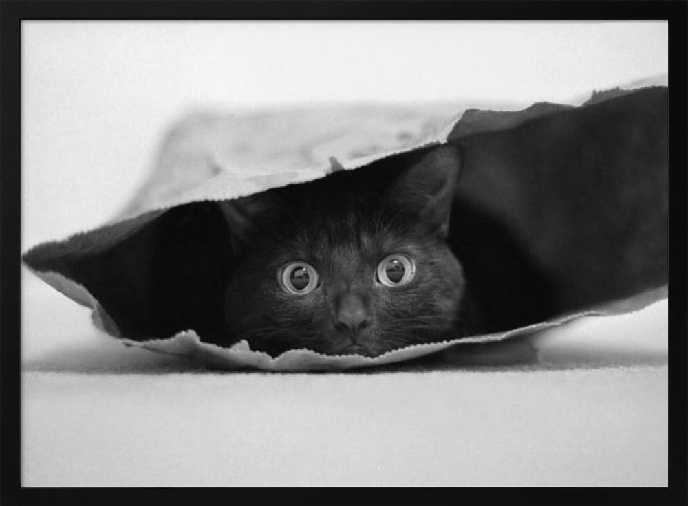 Cat in a bag Poster