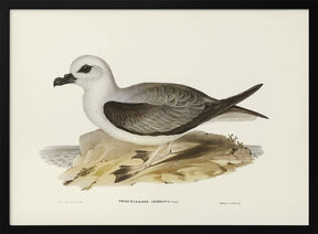 White Headed Petrel Poster