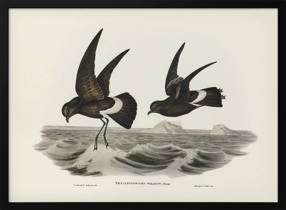 Wilson&#039;s Storm Petrel Poster