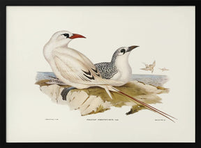 Red Tailed Tropic Bird Poster