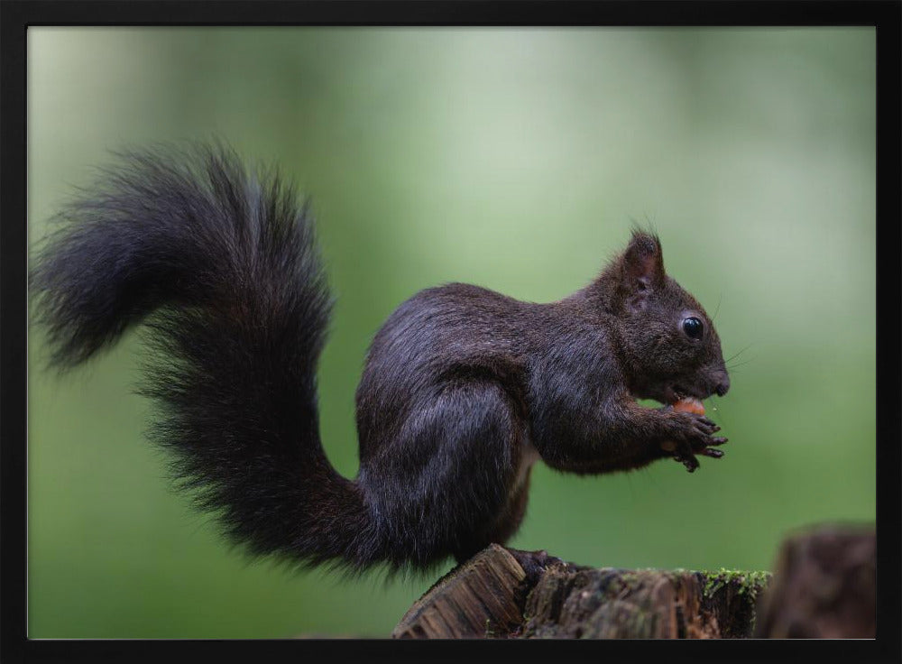 squirrel on wood with perfect pose Poster