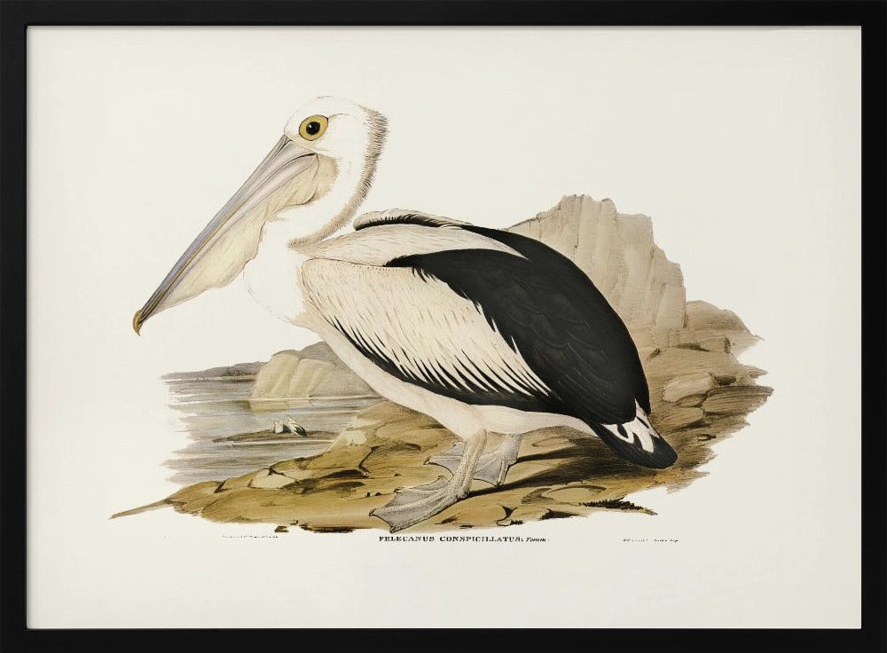 Australian Pelican Poster