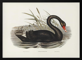 Black Swan Poster