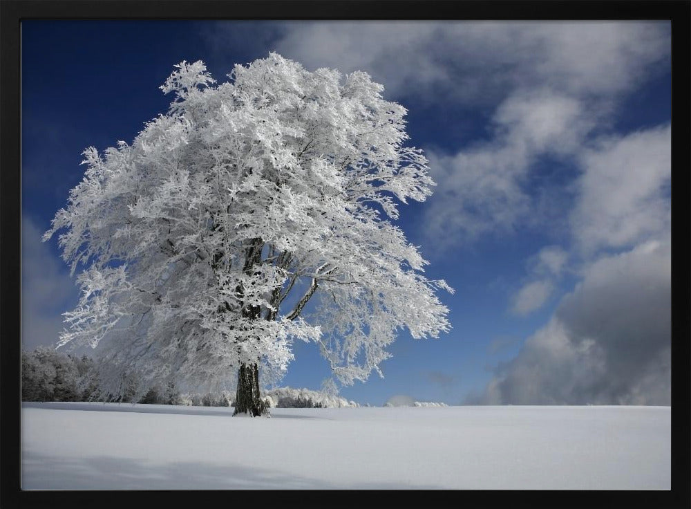 White Windbuche in Black Forest Poster