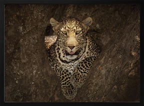 Leopard Resting on a Tree at Masai Mara Poster