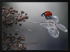 Ladybird on hydrangea. Poster