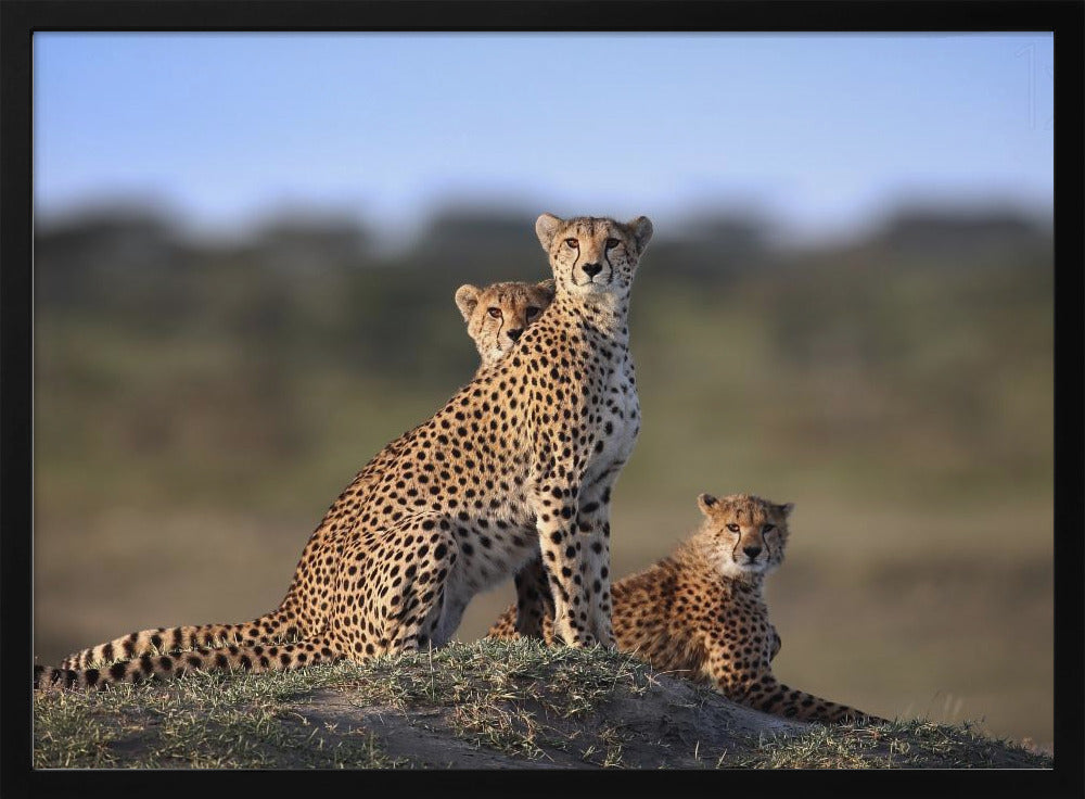 Cheetahs Family Poster