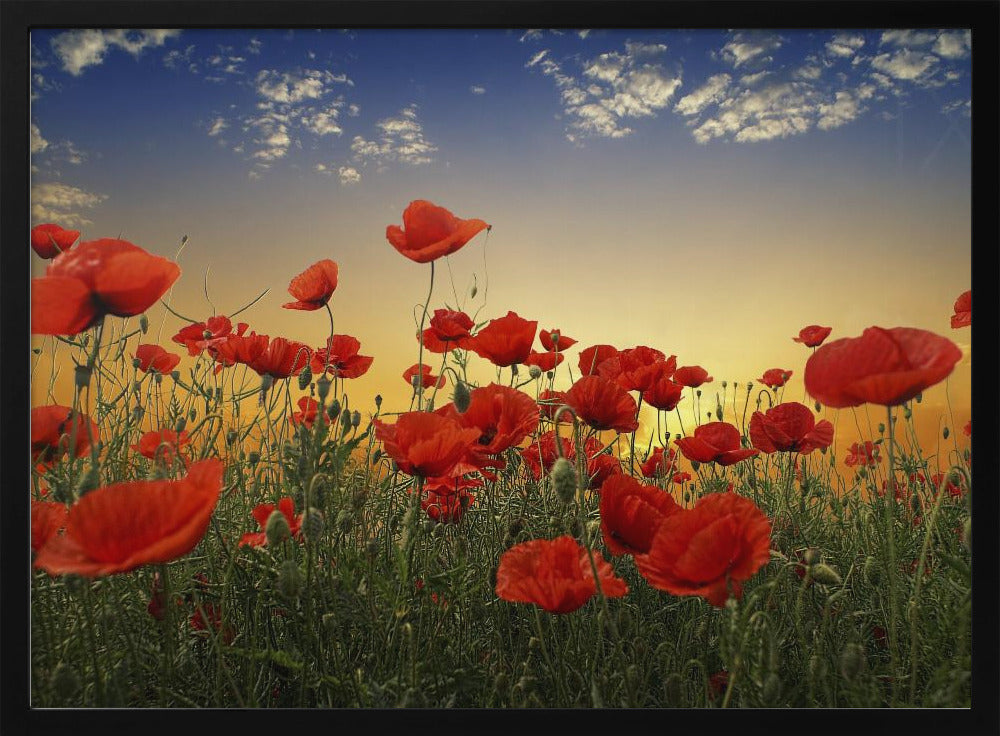 Poppies Poster