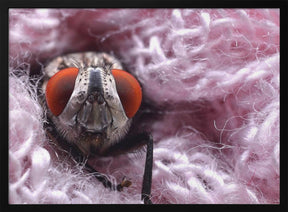 Pink blanket Poster