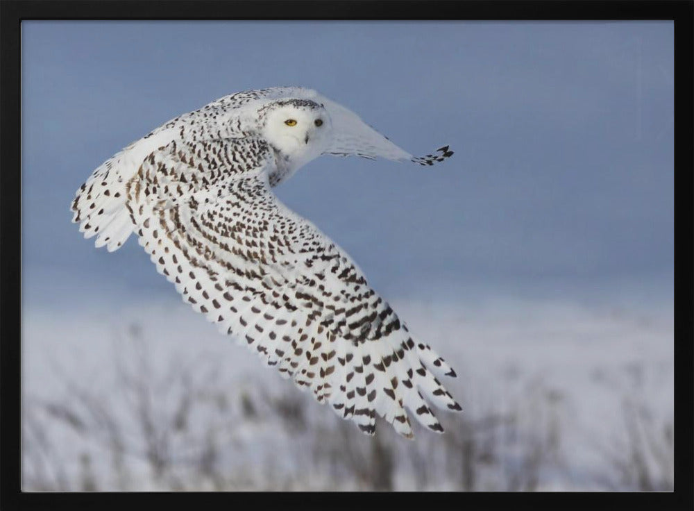 Snowy Owl Poster