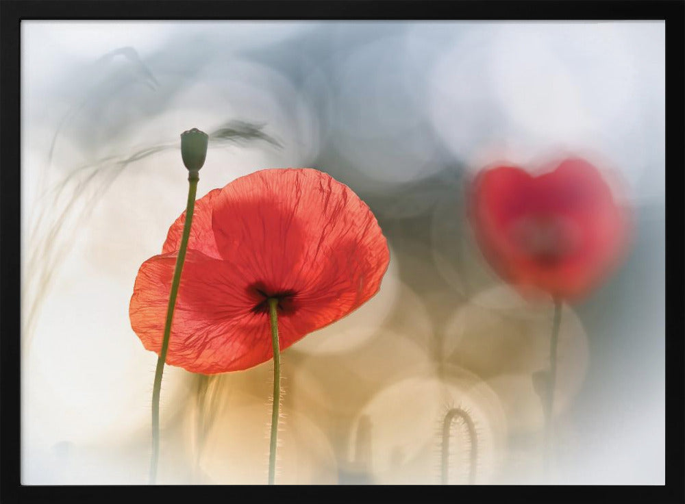 Morning Poppies Poster