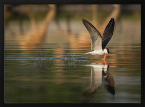 The African Skimmer Poster