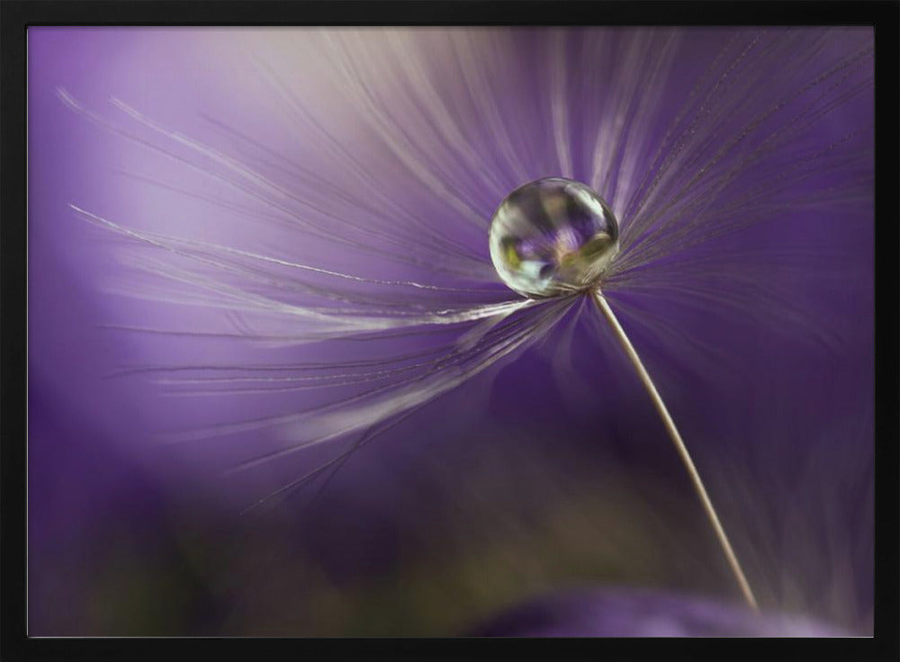 In shades of purple Poster