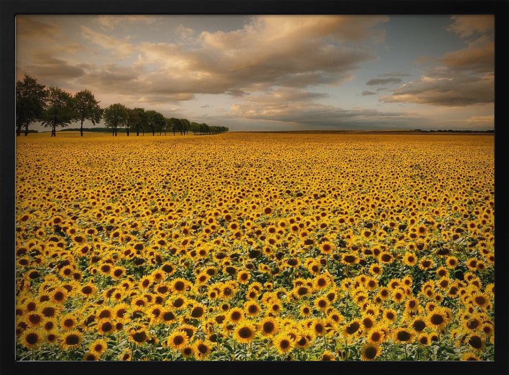 Sunflowers Poster