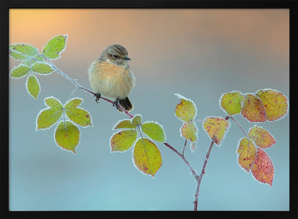 Winter colors Poster